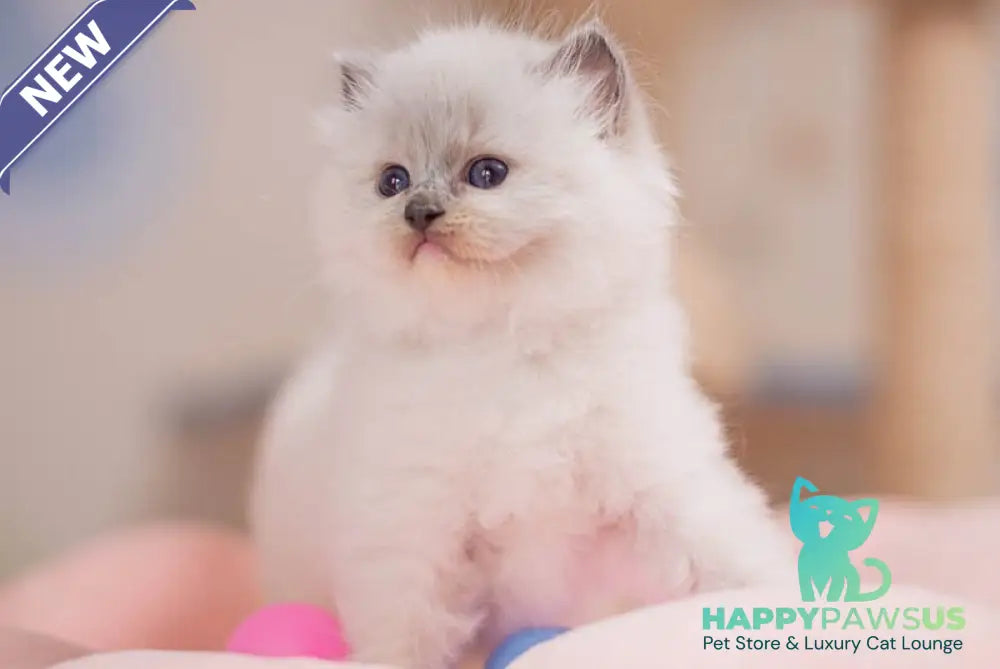 Willa Ragdoll female blue mitted - live animals