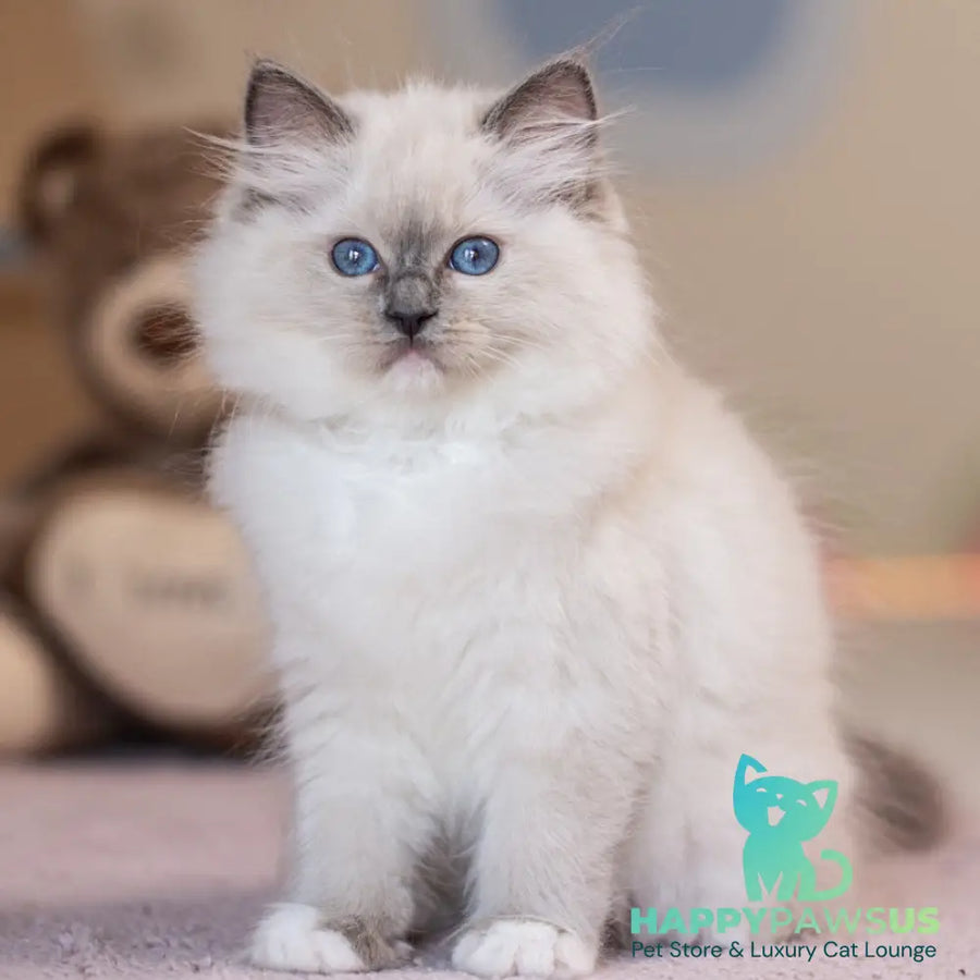 Willa Ragdoll female blue mitted - live animals