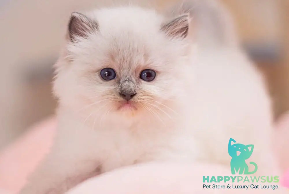 Willa Ragdoll female blue mitted - live animals