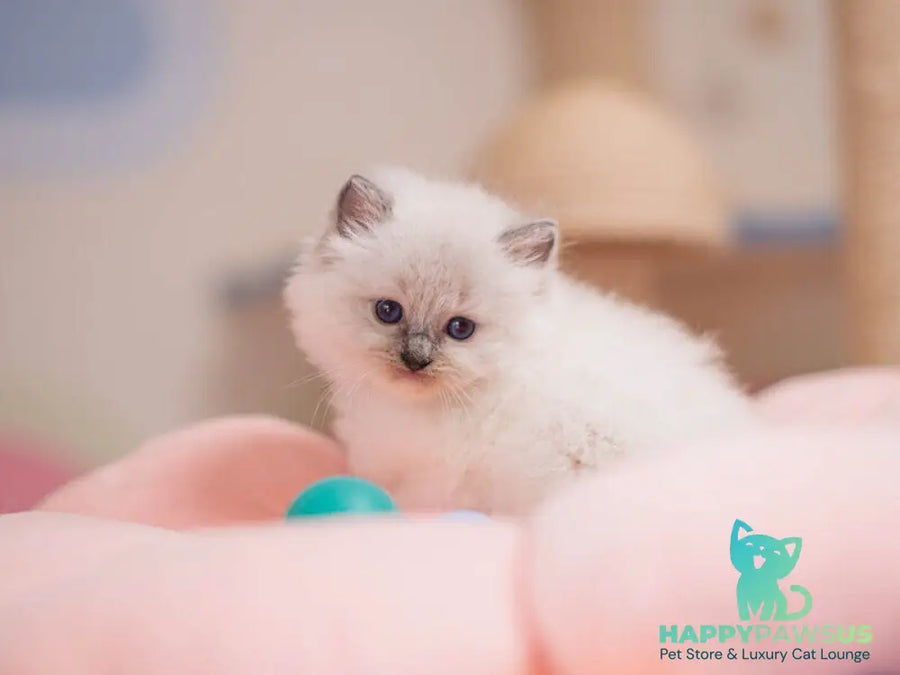 Willa Ragdoll female blue mitted - live animals
