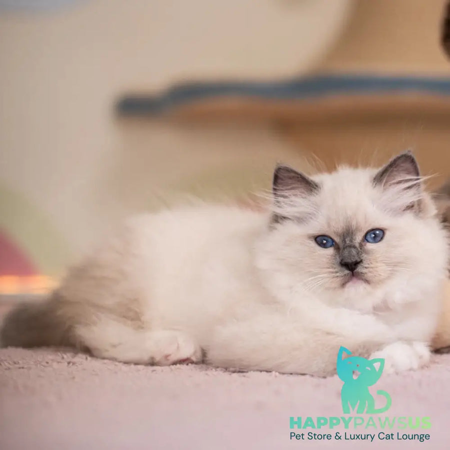 Willa Ragdoll female blue mitted - live animals