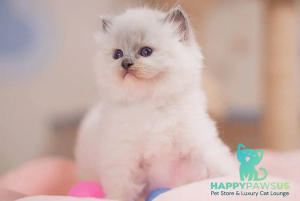 Willa Ragdoll female blue mitted - live animals