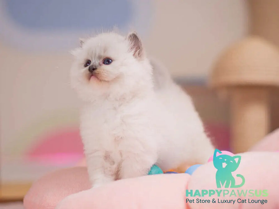 Willa Ragdoll female blue mitted - live animals