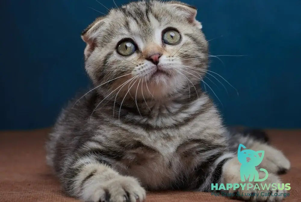 Willi Scottish Fold male black silver tabby - live animals
