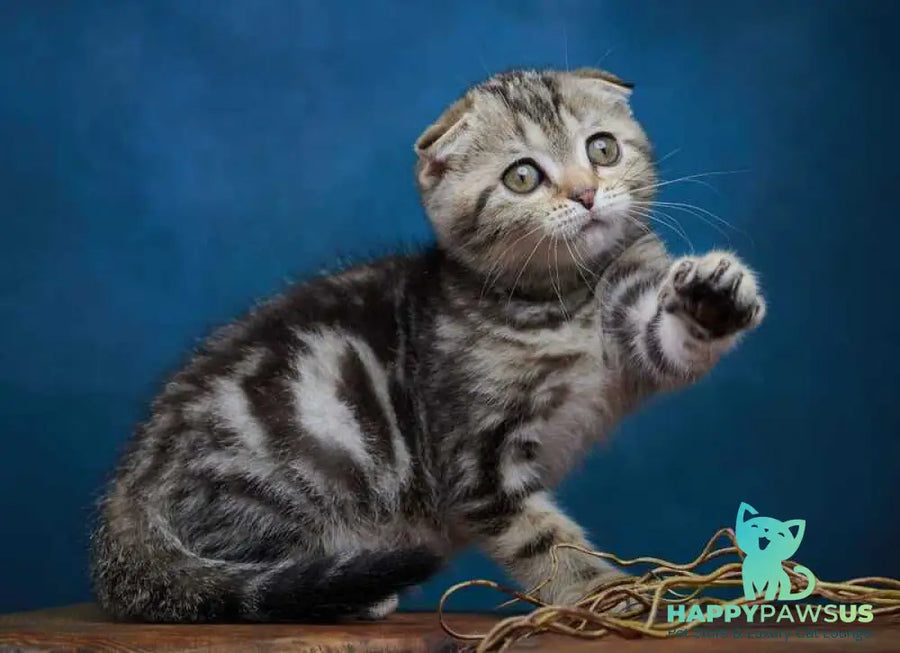 Willi Scottish Fold male black silver tabby - live animals