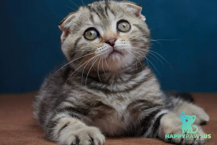 Willi Scottish Fold male black silver tabby - live animals
