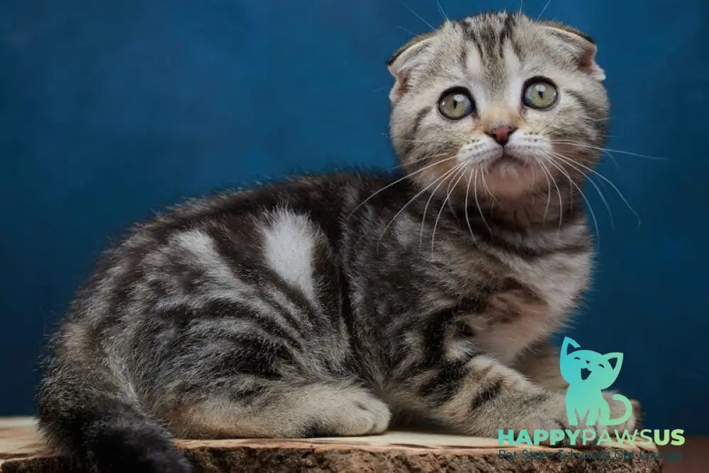 Willi Scottish Fold male black silver tabby - live animals