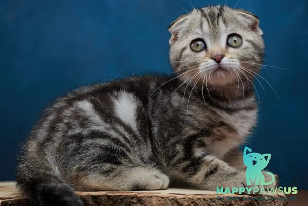 Willi Scottish Fold male black silver tabby - live animals