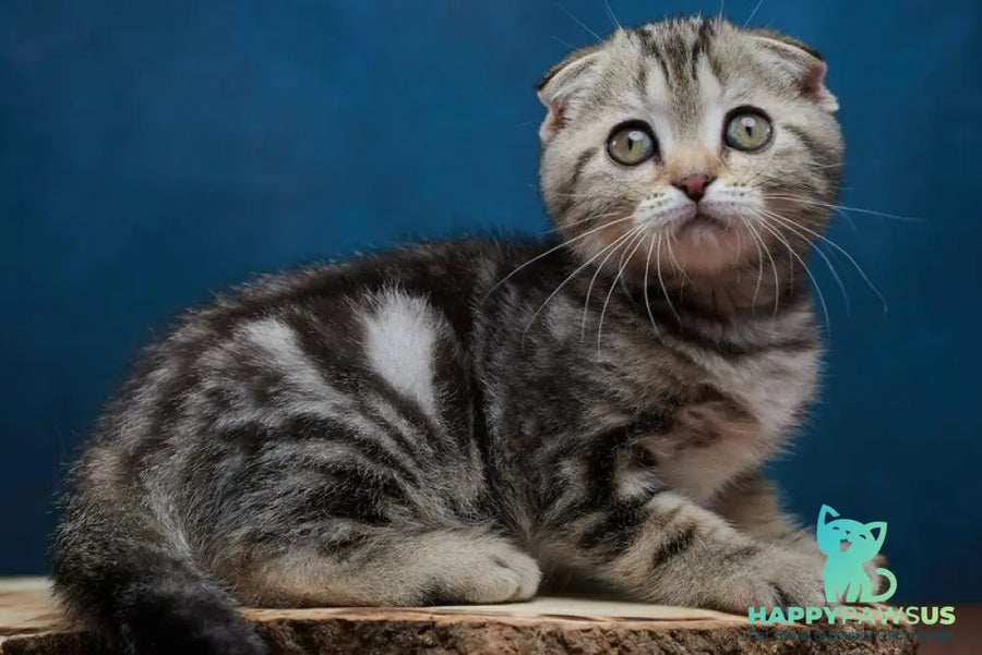 Willi Scottish Fold male black silver tabby - live animals