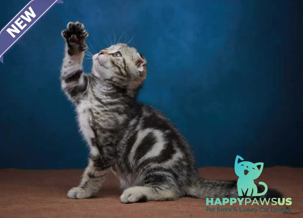 Willi Scottish Fold male black silver tabby - live animals