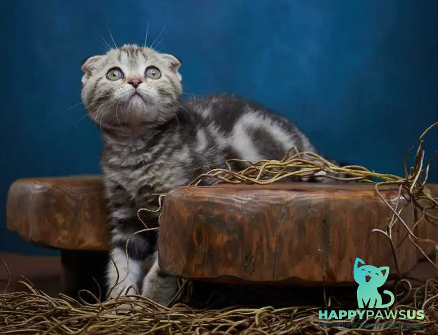 Willi Scottish Fold male black silver tabby - live animals