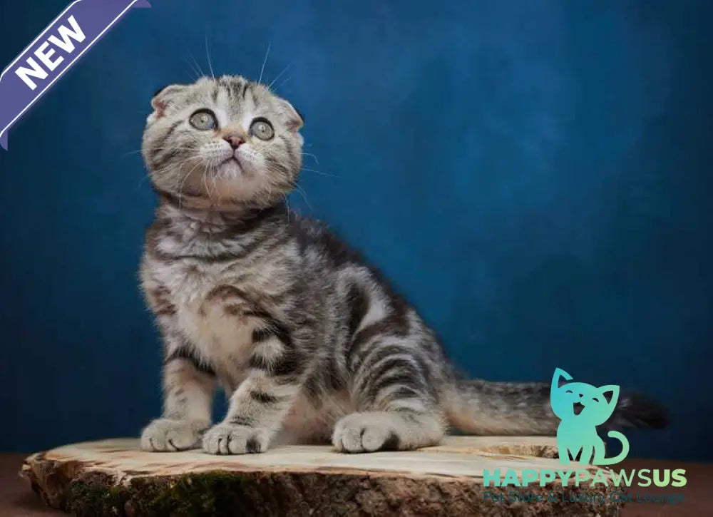 Willi Scottish Fold male black silver tabby - live animals