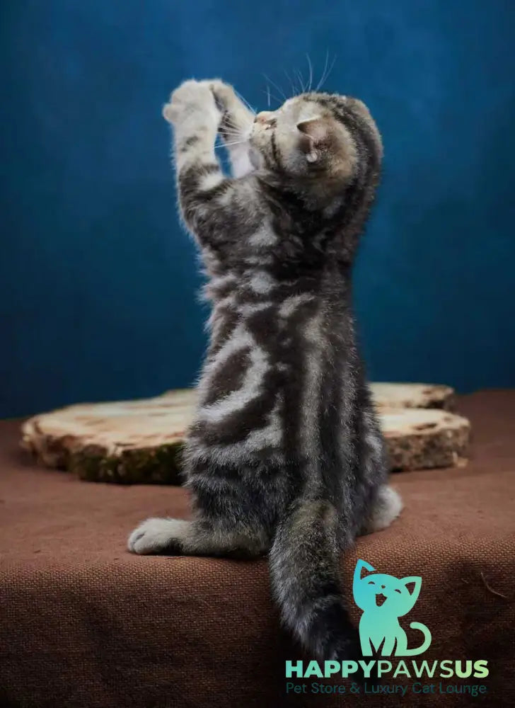Willi Scottish Fold male black silver tabby - live animals