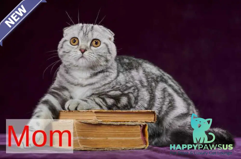 Willi Scottish Fold male black silver tabby - live animals