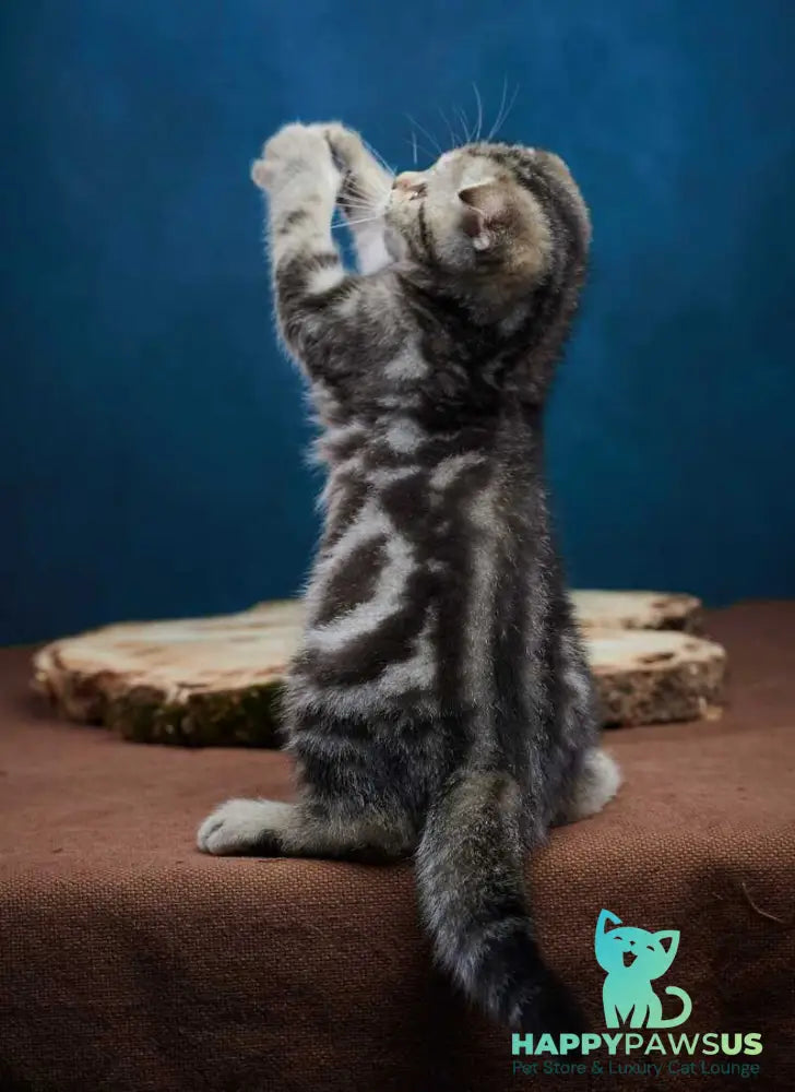 Willi Scottish Fold male black silver tabby - live animals