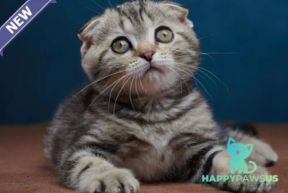 Willi Scottish Fold male black silver tabby - live animals