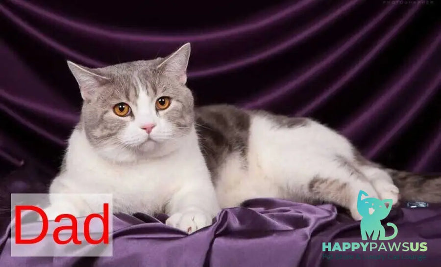 Willi Scottish Fold male black silver tabby - live animals