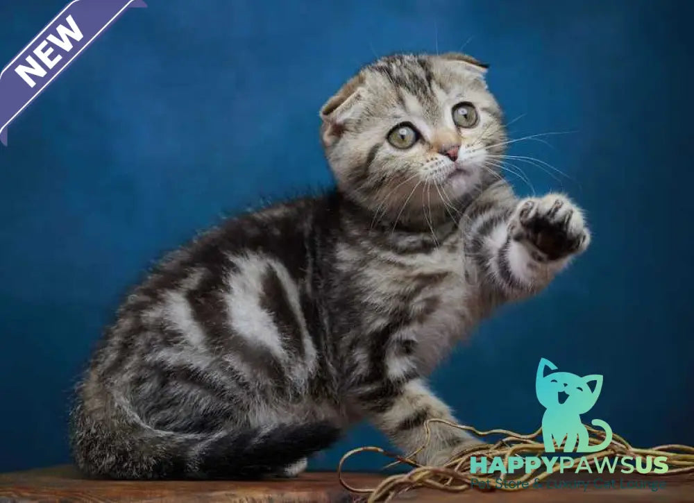 Willi Scottish Fold male black silver tabby - live animals