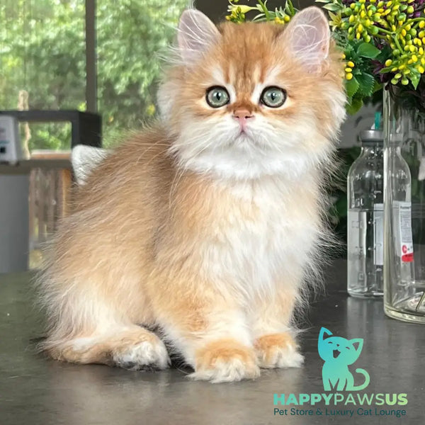 William British Longhair male black golden chinchilla - live animals