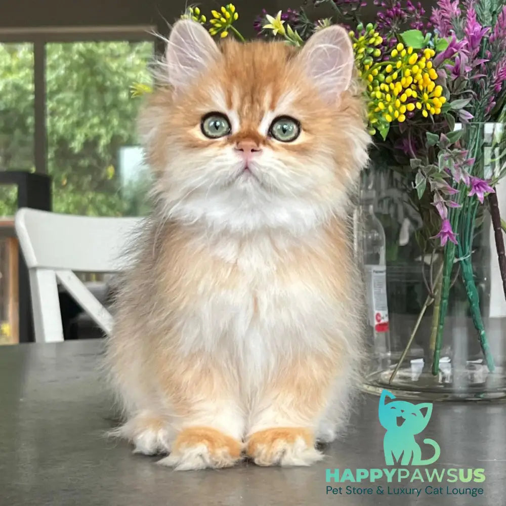William British Longhair male black golden chinchilla - live animals