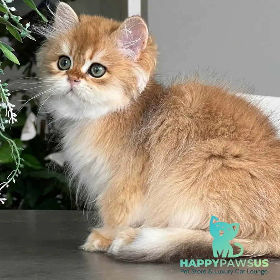 William British Longhair male black golden chinchilla - live animals