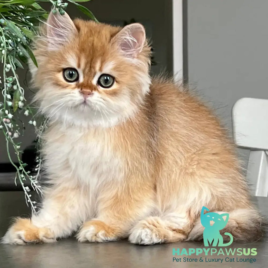 William British Longhair male black golden chinchilla - live animals