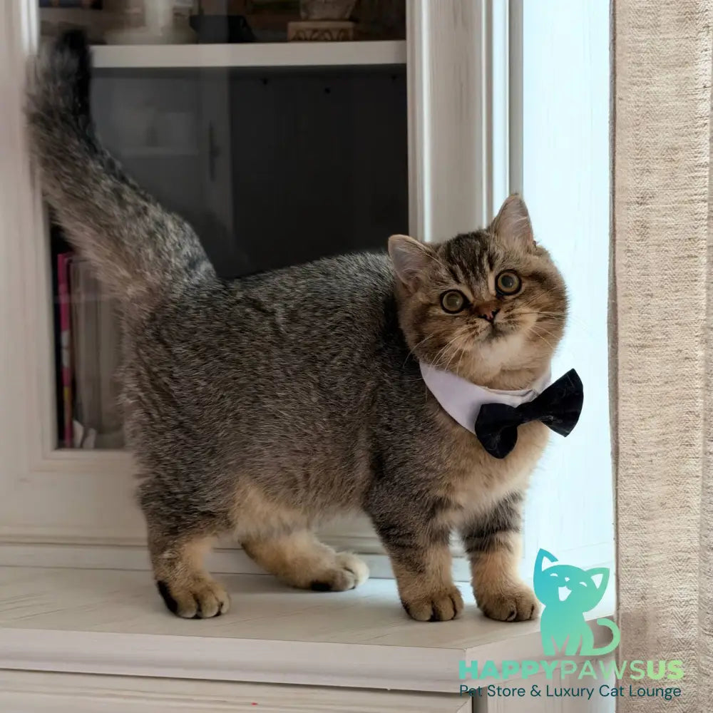 William British Shorthair male black ticked tabby - live animals