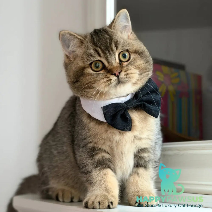 William British Shorthair male black ticked tabby - live animals