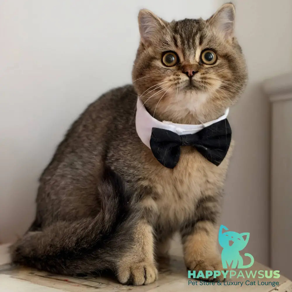 William British Shorthair male black ticked tabby - live animals