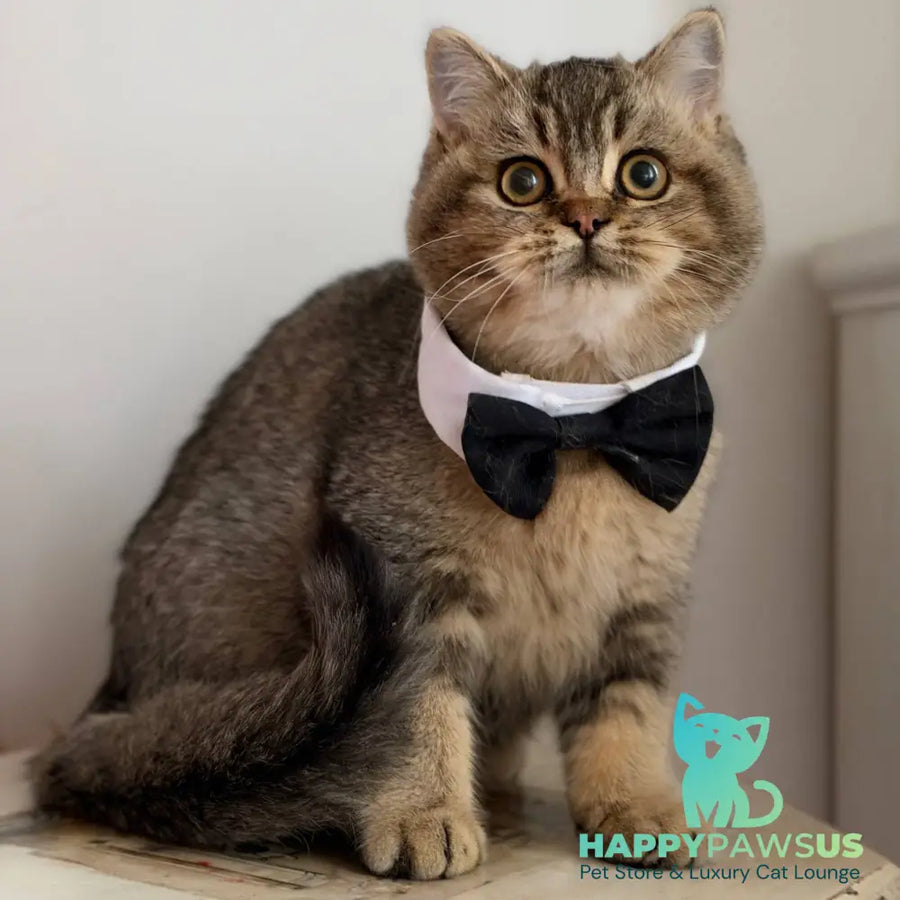 William British Shorthair male black ticked tabby - live animals