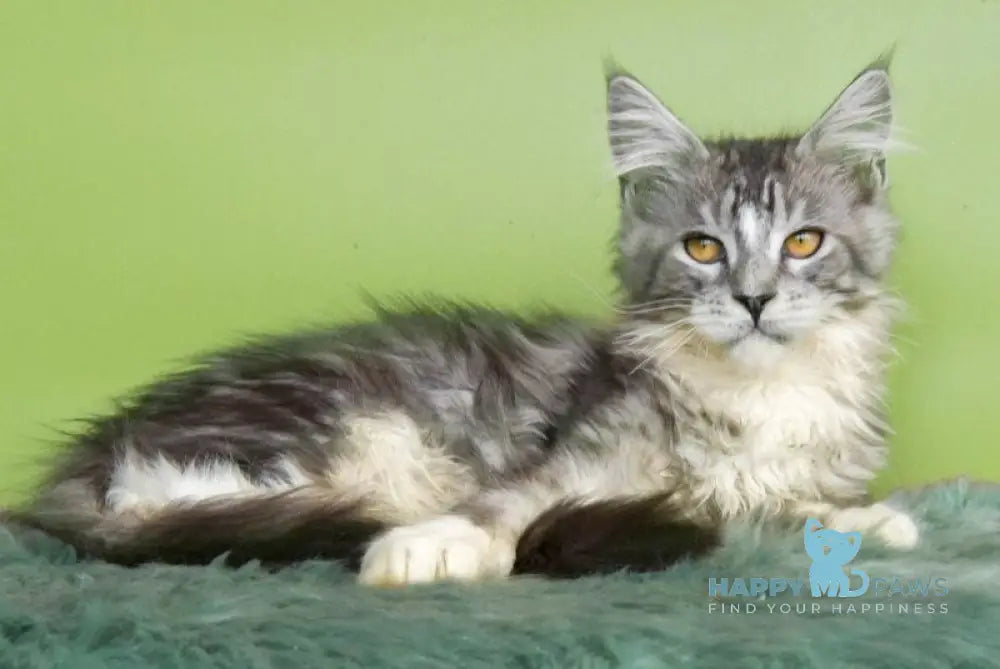 William Maine Coon male black silver tabby mitted live animals