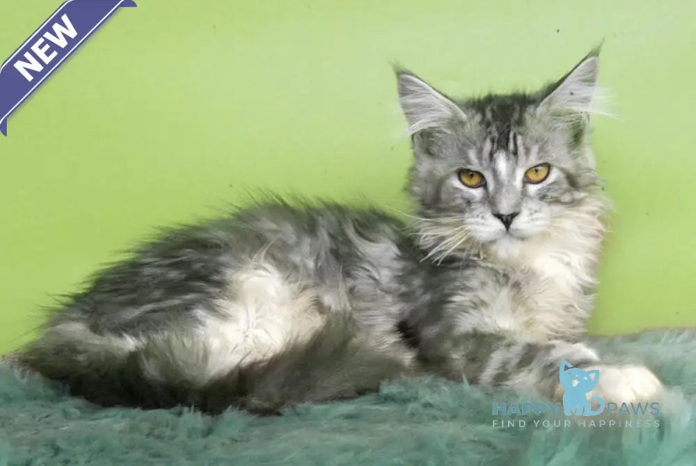 William Maine Coon male black silver tabby mitted live animals
