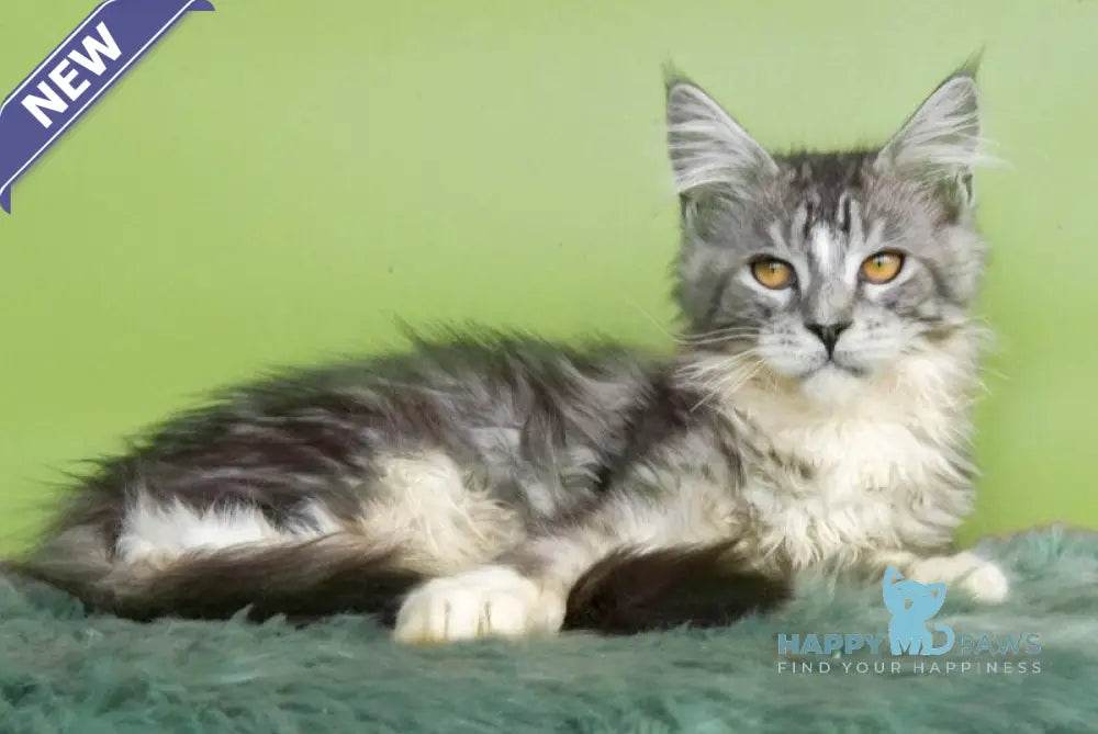 William Maine Coon male black silver tabby mitted live animals