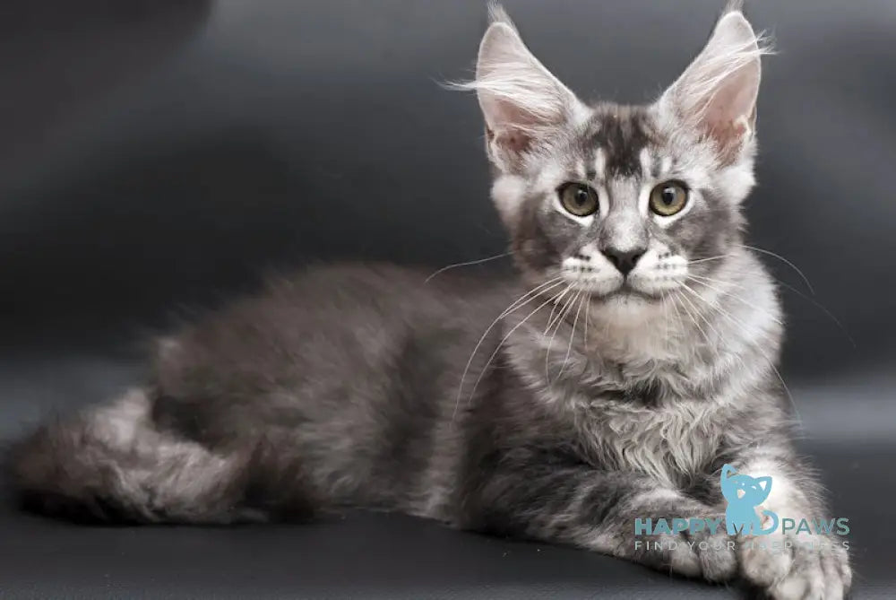 William Maine Coon male black silver ticked tabby live animals