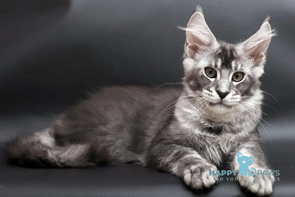 William Maine Coon male black silver ticked tabby live animals