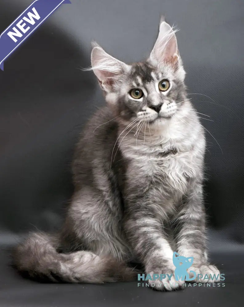 William Maine Coon male black silver ticked tabby live animals
