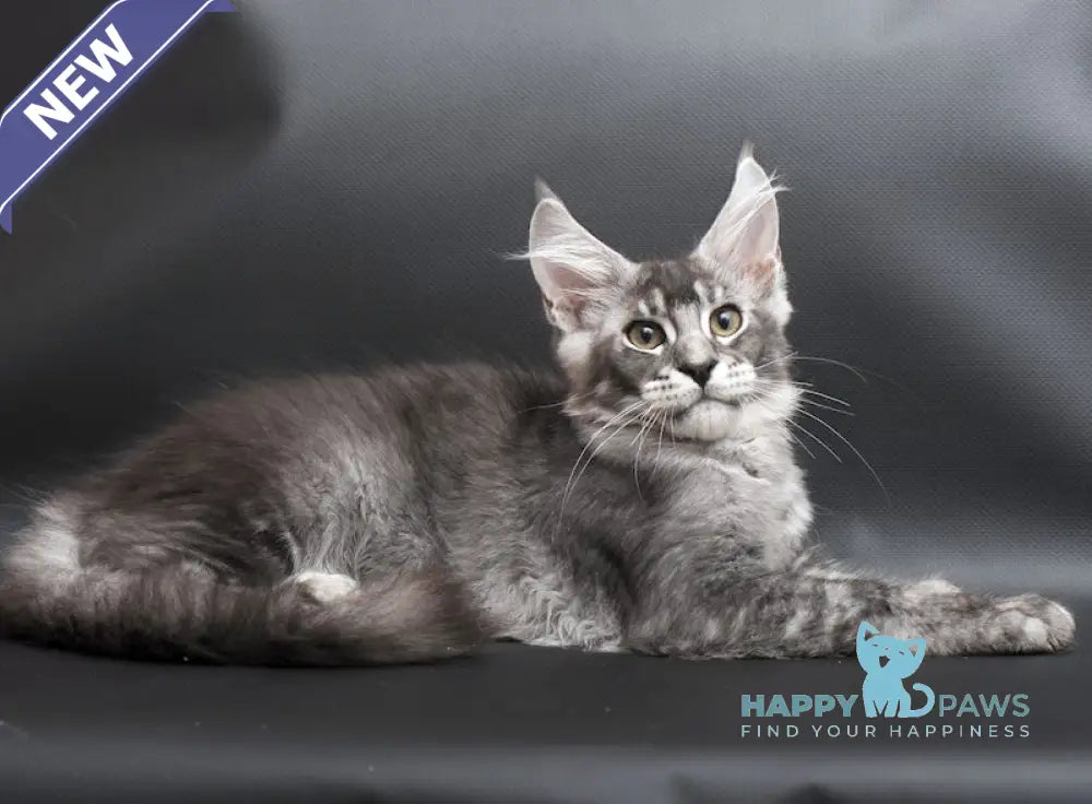 William Maine Coon male black silver ticked tabby live animals
