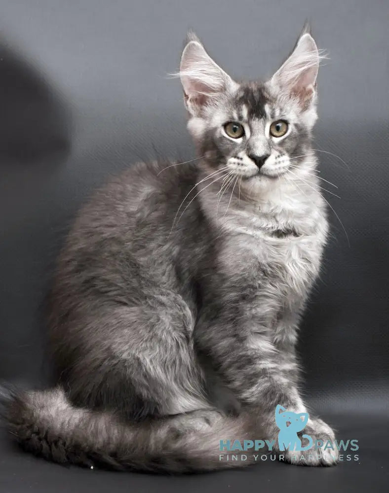 William Maine Coon male black silver ticked tabby live animals