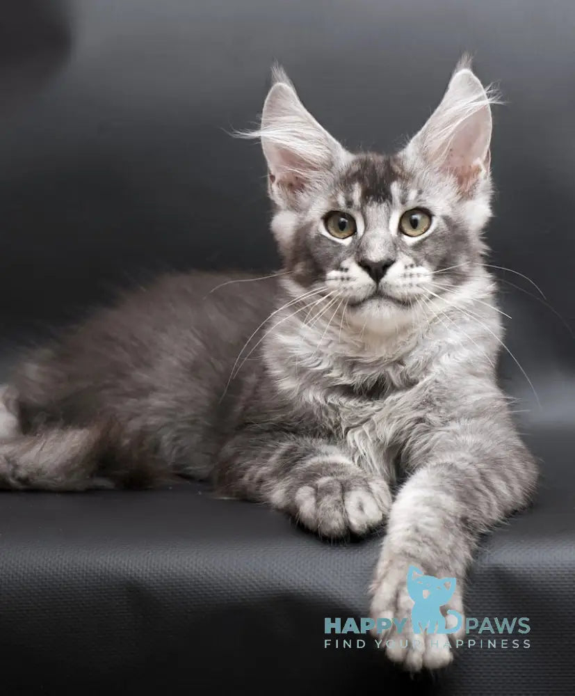 William Maine Coon male black silver ticked tabby live animals