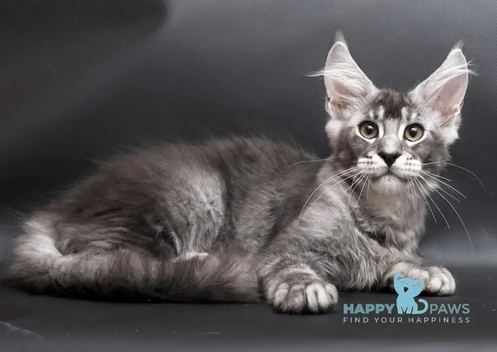 William Maine Coon male black silver ticked tabby live animals