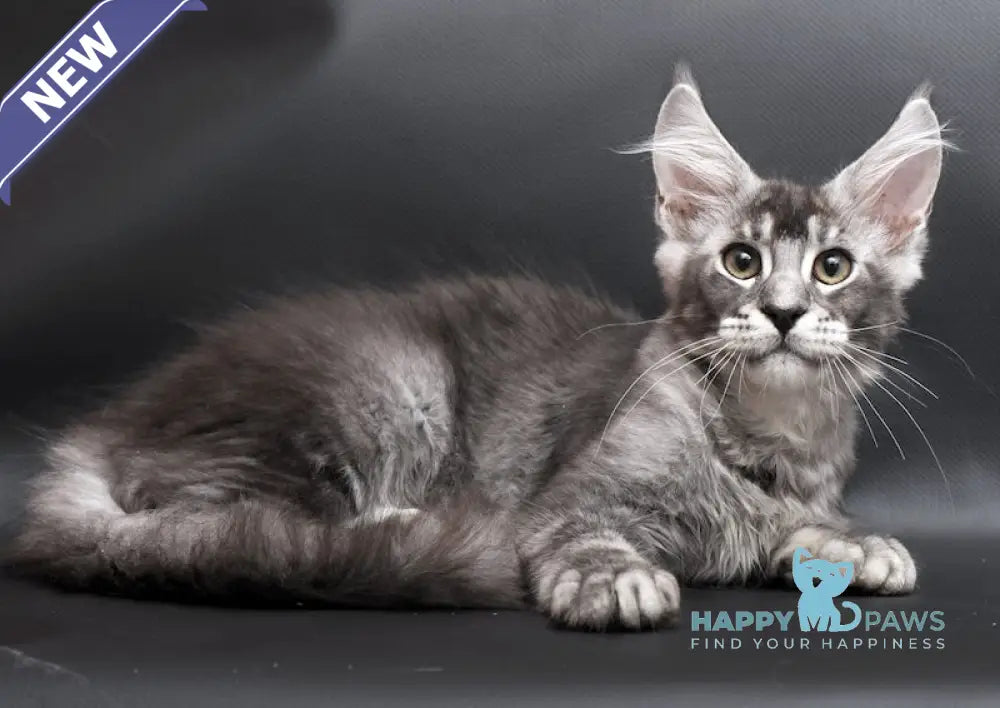 William Maine Coon male black silver ticked tabby live animals