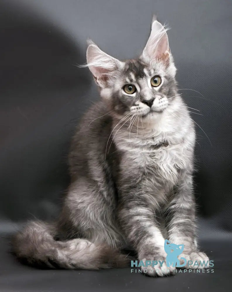 William Maine Coon male black silver ticked tabby live animals
