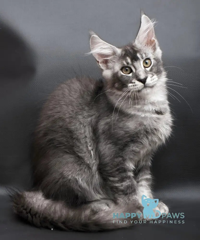 William Maine Coon male black silver ticked tabby live animals