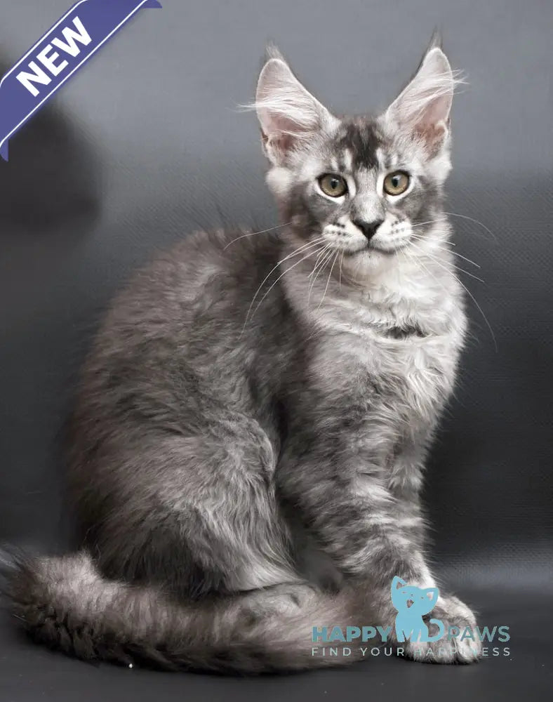 William Maine Coon male black silver ticked tabby live animals