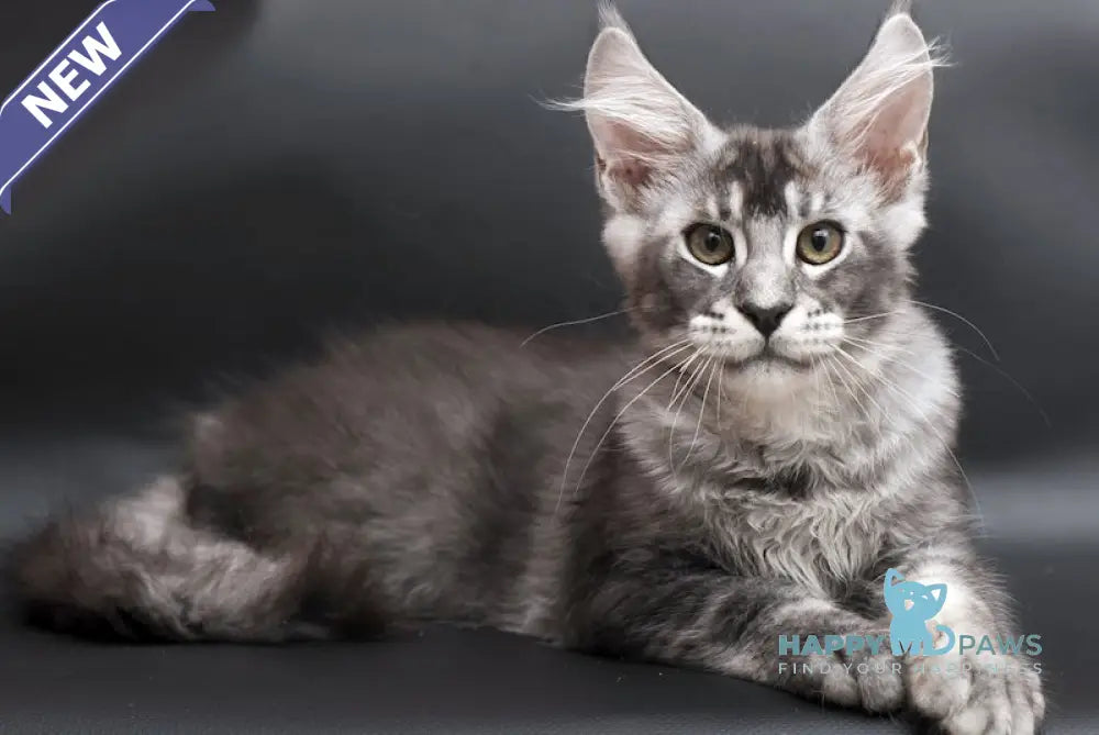 William Maine Coon male black silver ticked tabby live animals