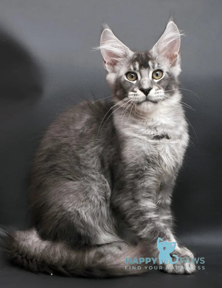 William Maine Coon male black silver ticked tabby live animals