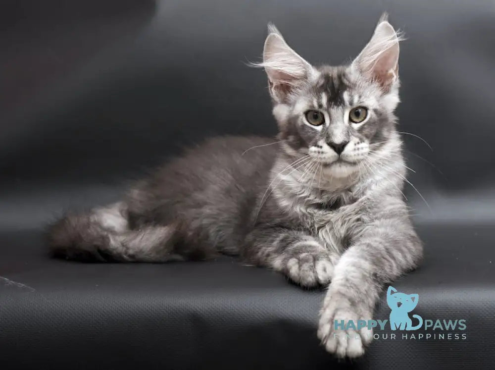 William Maine Coon male black silver ticked tabby live animals