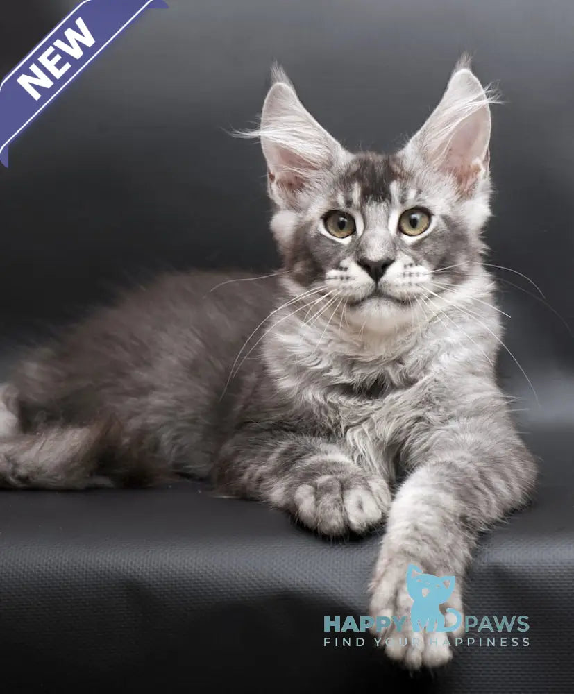 William Maine Coon male black silver ticked tabby live animals