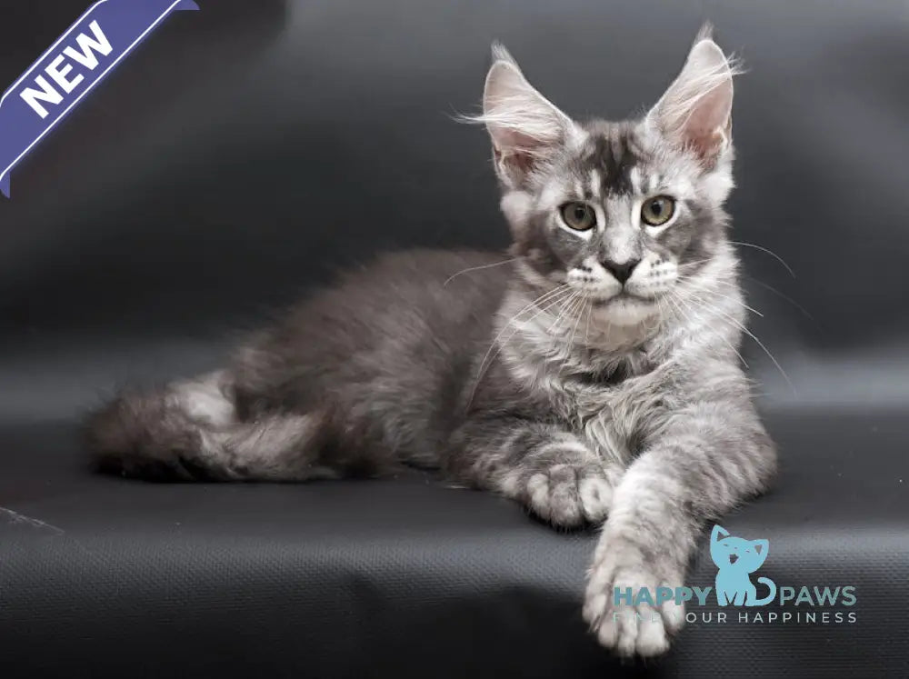 William Maine Coon male black silver ticked tabby live animals