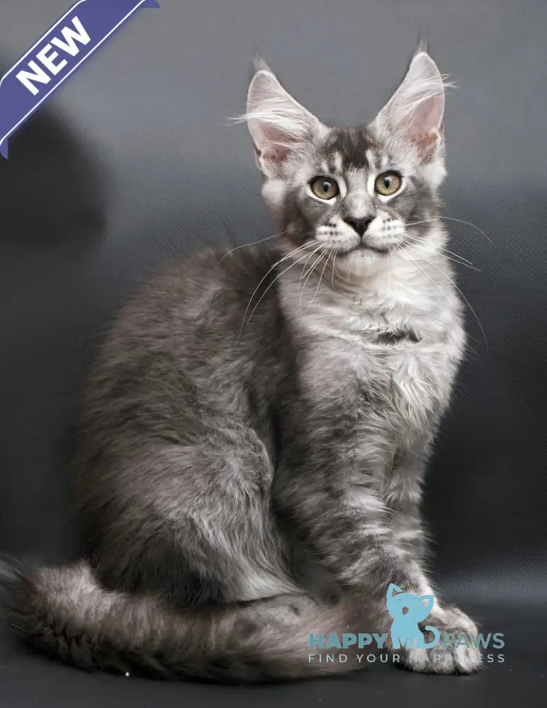 William Maine Coon male black silver ticked tabby live animals